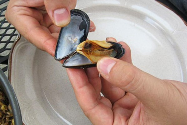 Midye Zararlı Mı? Midye Kaç Kalori